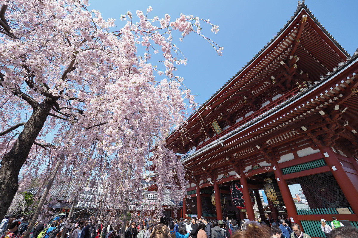 桜_浅草寺